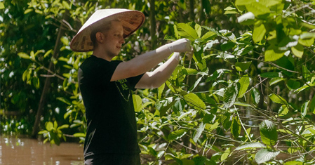 Co je to kratom, jak ho užívat a jaké má účinky?